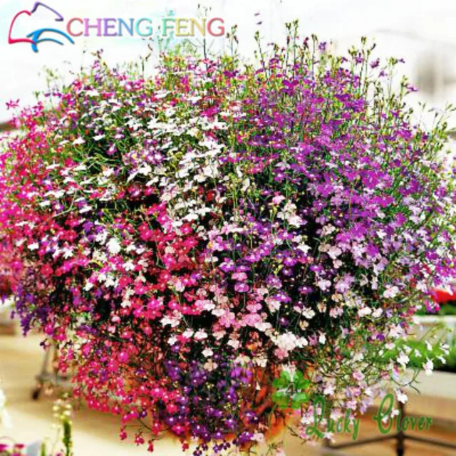 Vendite calde! Lobelia Erinus bonsai 100 pz colore Della Miscela Bella Fiore FAI Vendite calde! Lobelia Erinus bonsai 100 pz colore Della Miscela Bella Fiore FAI