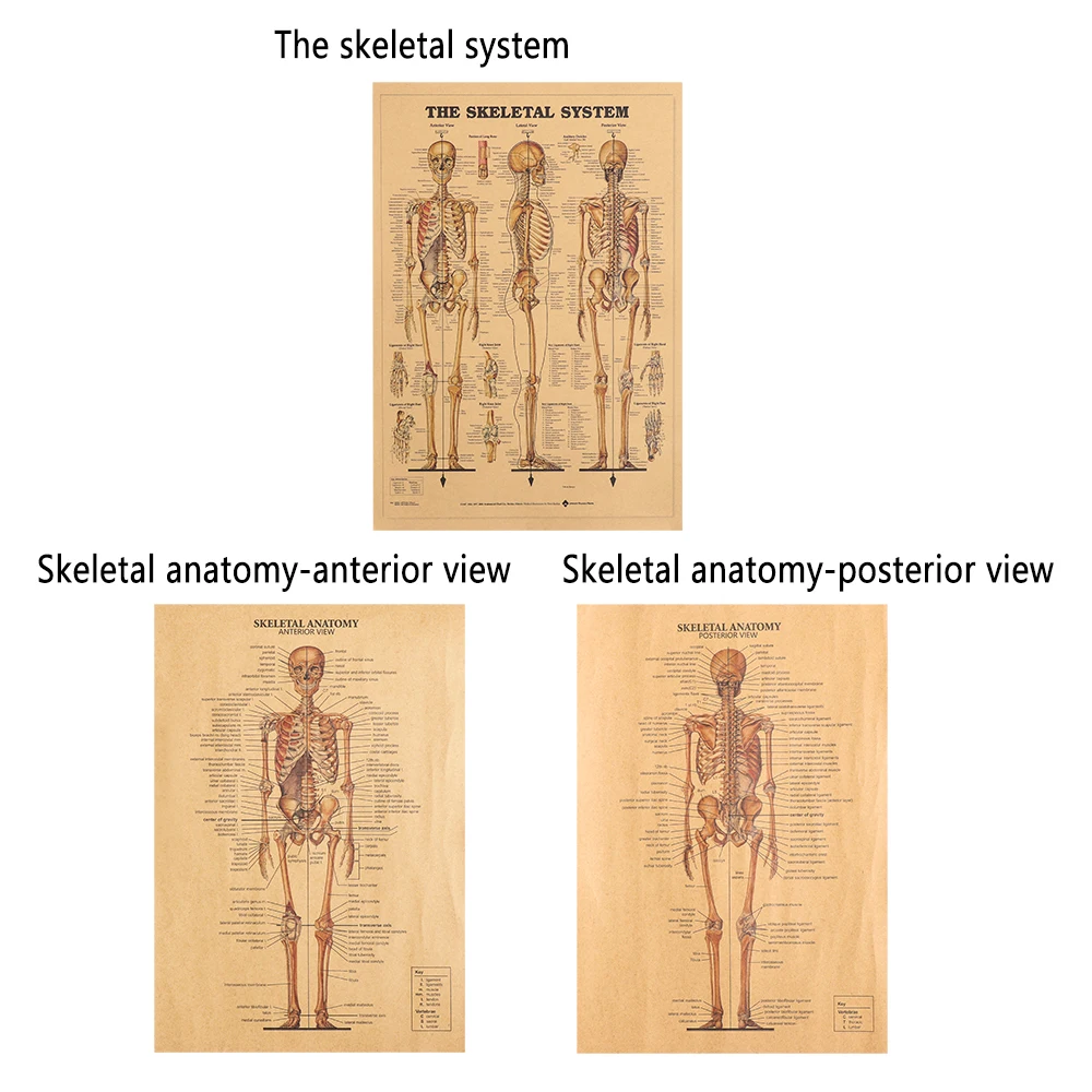 1 шт. крафт-бумага структура тела ретро постер винтажный Фреска домашний декор система скелета Наклейка на стену Скелет анатомический плакат