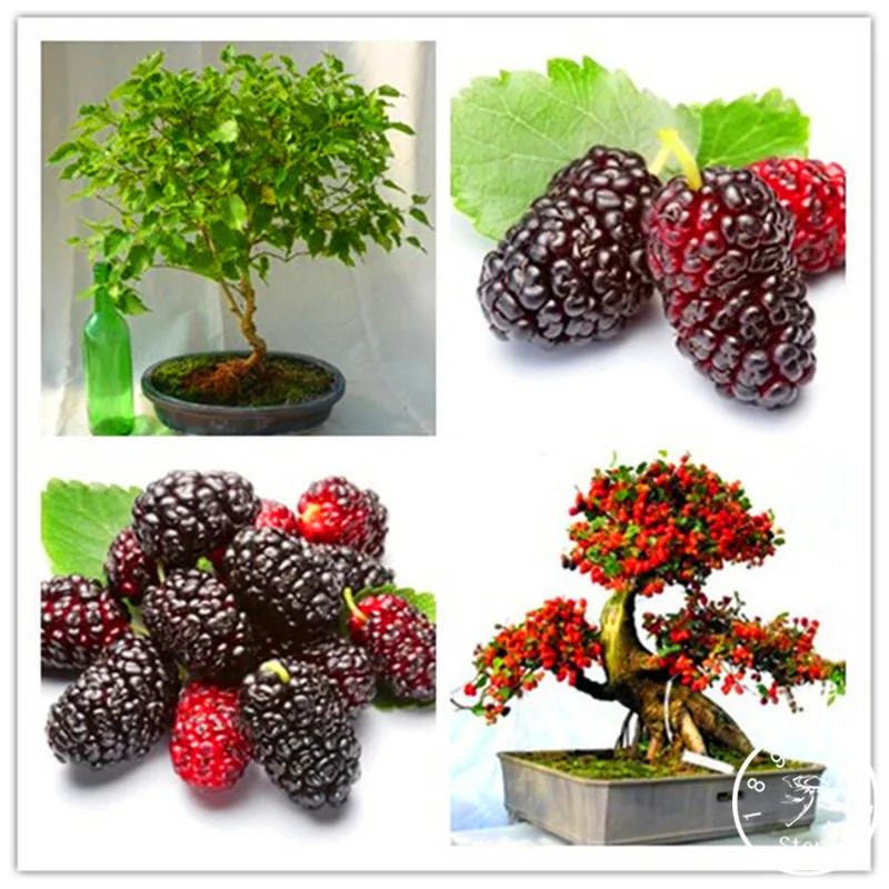 

Loss Promotion!200 plantas/Lot mulb erry bags Mulberry fruit garden DIY home bonsai Morus Nigra Tree, black mulberry flore plant