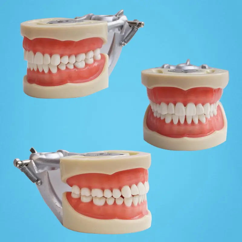 

Free Shipping Teeth Teaching Model Dental Soft gingiva 200H Type Removable Teeth