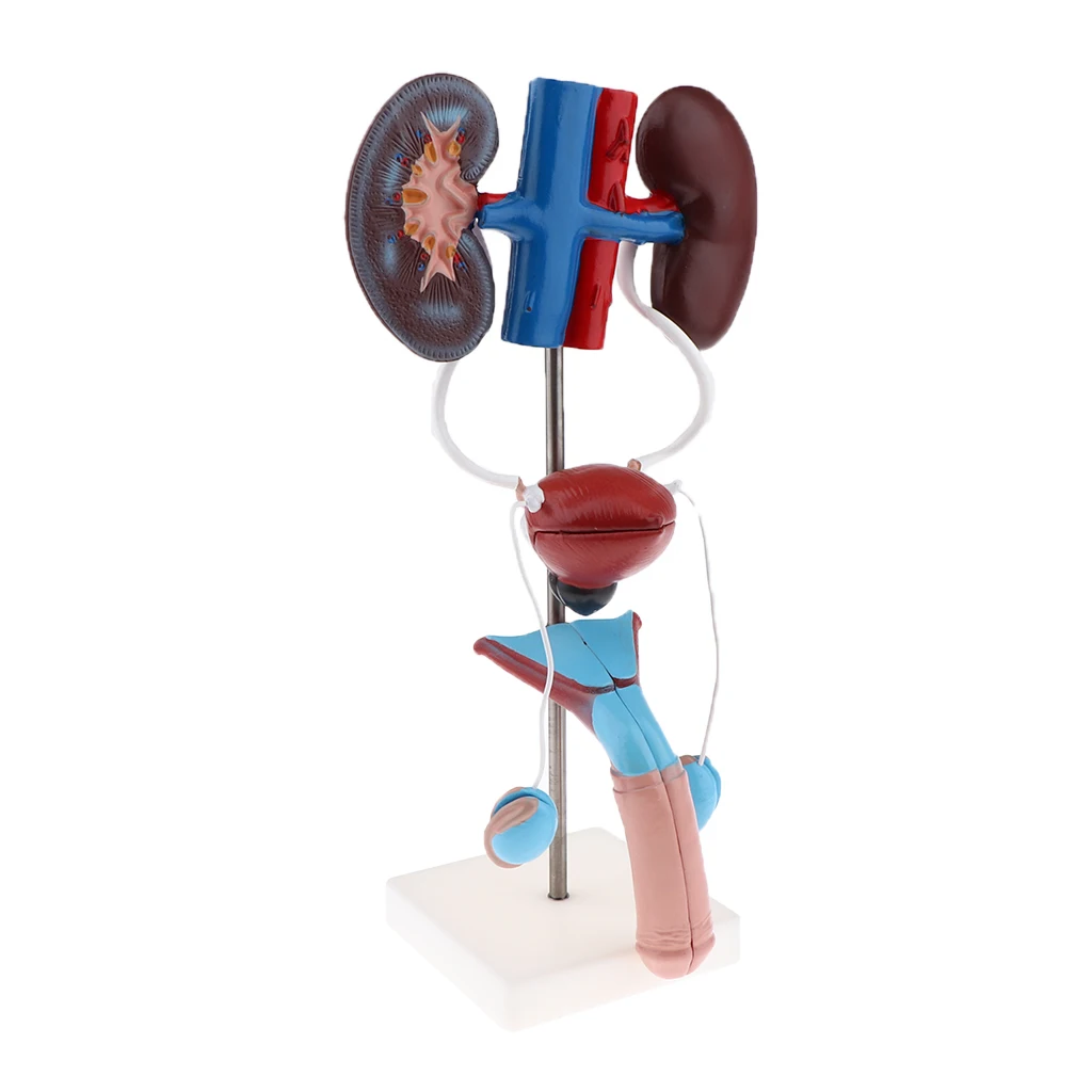 

1:1 Human Male Urogenital System, Reproduction & Urinary Kidney Bladder Testicles Organ Model School Teaching Lab Supplies