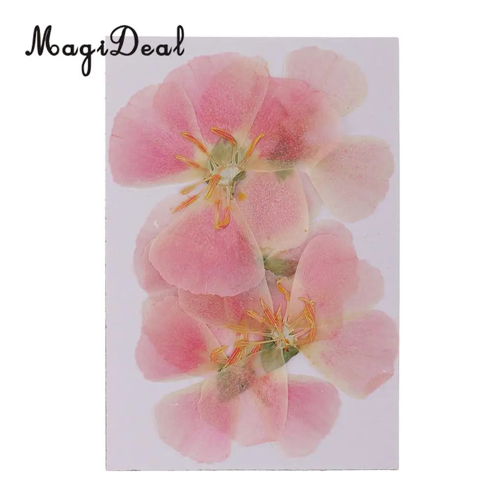 6x Natural Pressed Real Dried Flower Specimen for Jewelry Making Resin Casting DIY Craft Scrapbook Embellishment 4-7cm