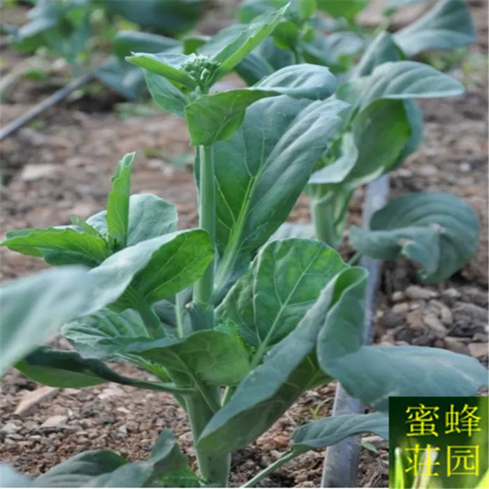 

Vegetable Mustard Blue Mustard bonsai Four Seasons Planting Terrace bonsai Planting Family Potted Planting 100pcs