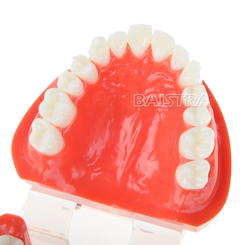 Стоматологический протез Зубы Модель челюсти Стандартный типодонт демонстрация протез обучающая модель стоматолога симулятор техник инструменты