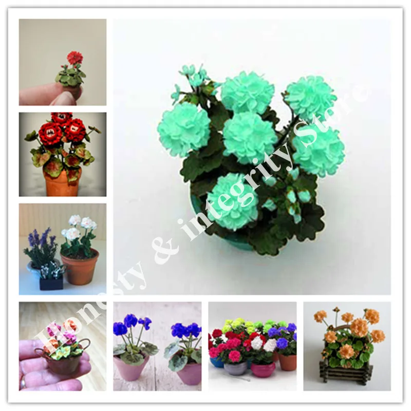 

50 Pcs Mul-Color Rare Mini Geranium Flower Bonsai Perennial Plant Pelargonium Peltatum Bonsai Indoor Rooms For Home Garden