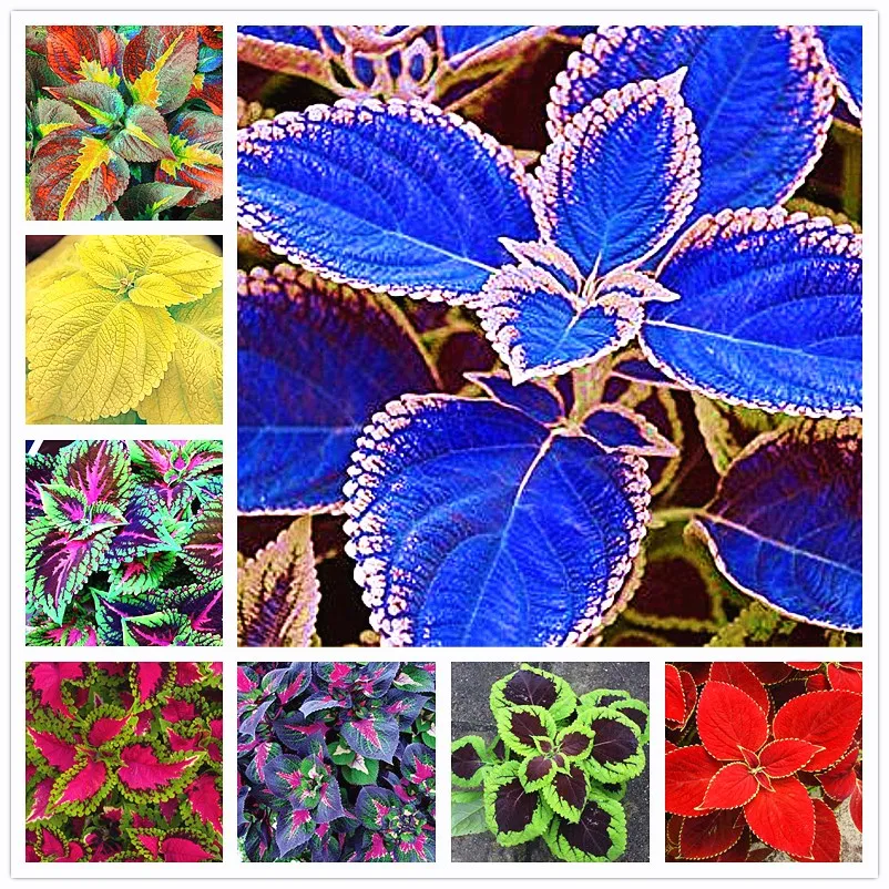 

100Pcs/Bag Coleus bonsai plant garden flower ornamental plant family garden decoration potted planting colorful plants