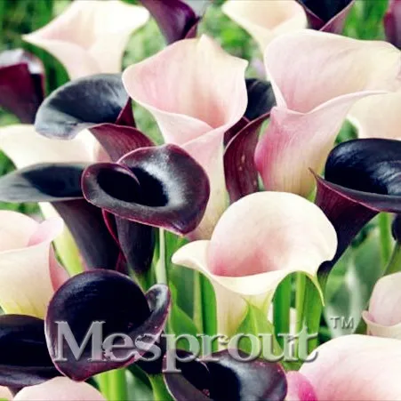 

100PCS Bulbs True Calla Lily Bulbs,White Calla Bulbs,Elegant Noble Flower,White Zantedeschia Aethiopica For Home Garden Bonsai