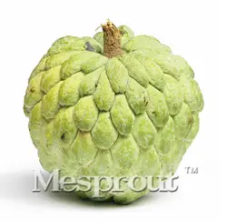 5 шт. SOURSOP Graviola Guanabana Annona muricata карликовые деревья тропические фрукты NO-GMO хорошо для здоровья