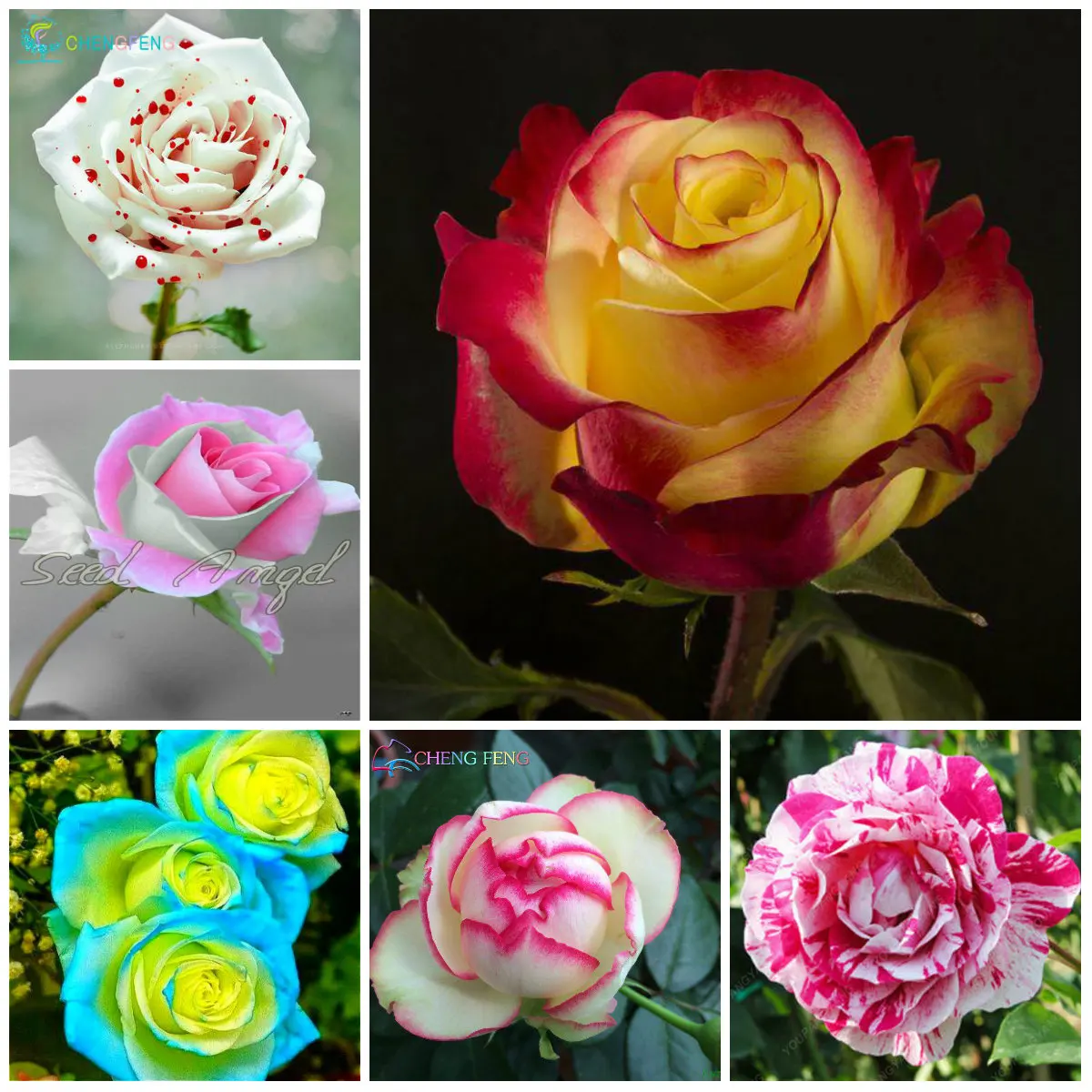 200pcs rare mix color rose plants beautiful rainbow rose garden flowers