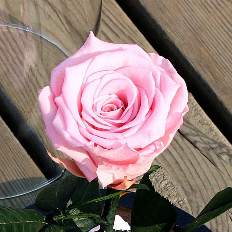 239781_no-logo_239781-4-04