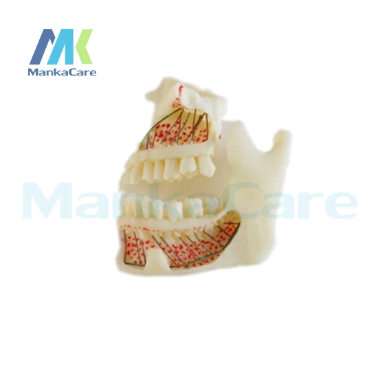 Manka Care - Made of imported resin.On the left side,can visually see the root,nerve and jaw tissue Oral Model Teeth Tooth Model