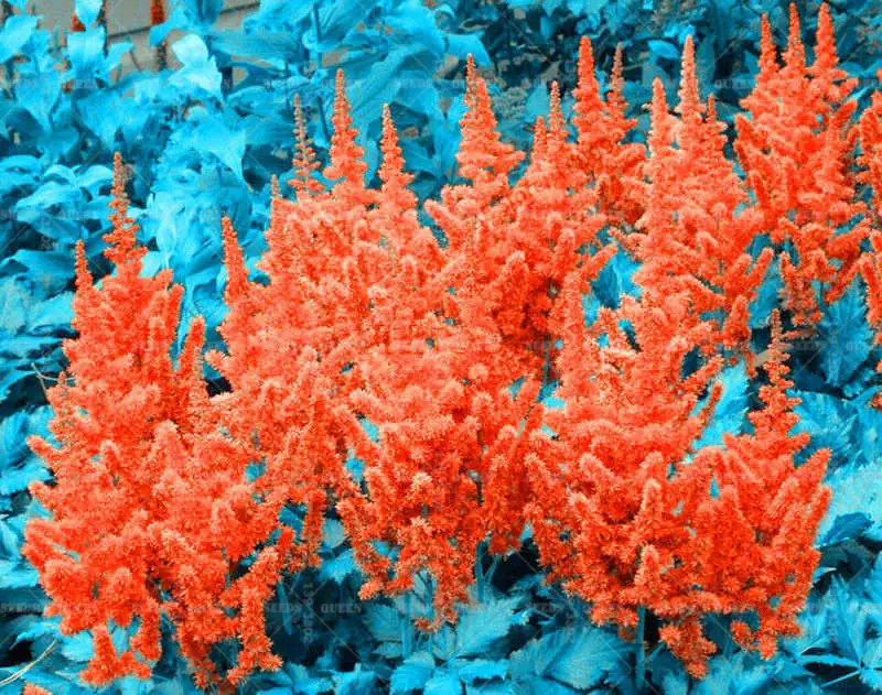 Sale-100-Pcs-pack-astilbe-plant-exotic-beautiful-potted-flower-flores-bonsai-plantas-for-home-garden (4)