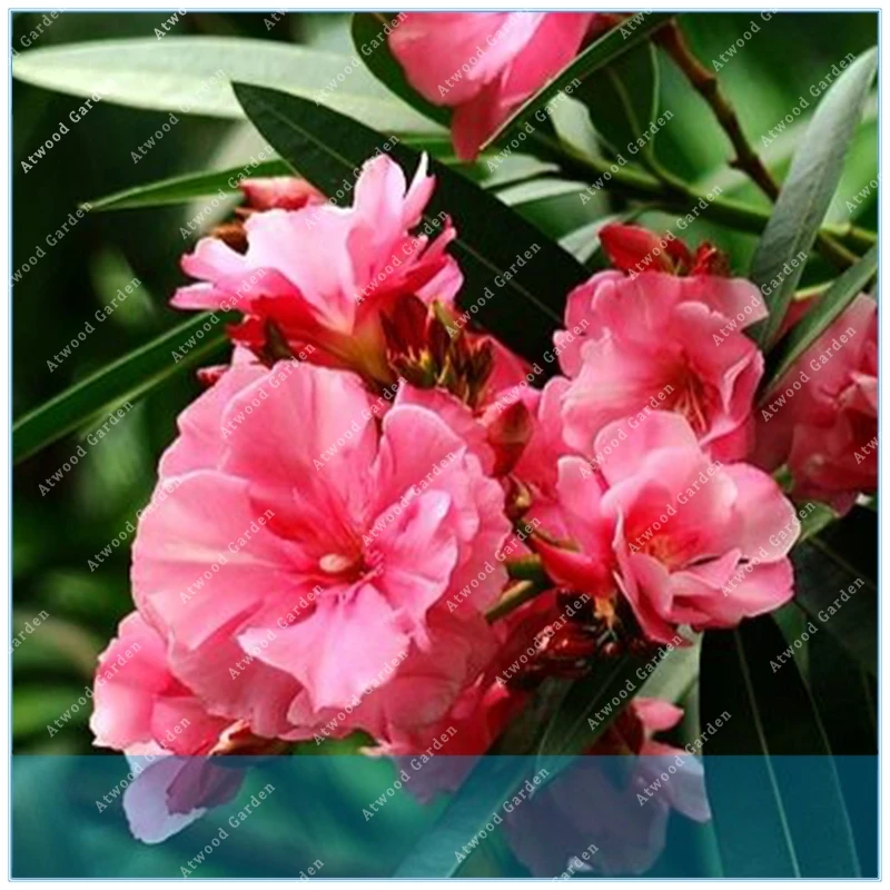 

ZLKING Promtions 50pcs Nerium Flower Oleander Potted Plants Easy Growing Pot Japanese Balcony Garden Decoration