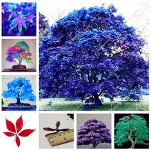 30 Pcs bonsai blue maple tree bonsai planta tree Seedling rare sky blue japanese maple bonsai