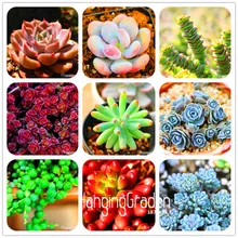 Big Promotion!10pcs/Bag 99 Kinds to choose Lithops Seeds Succulents Seeds Pseudotruncatella Office Bonsai Flower Seeds,#RHJB6X