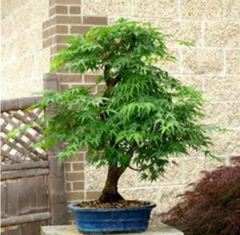 Best Bonsai Maple Tree Â€“ Rare Blue Bonsai PNG Hobby plan