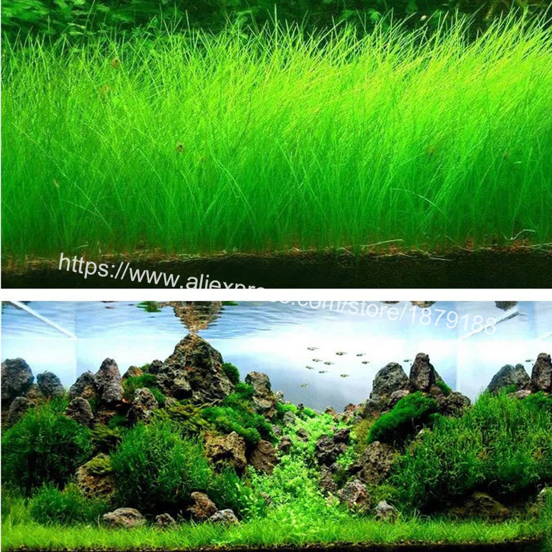 

Aquarium accessories Landscape Ornament aquatic Water Grass Mini Leaf Live Plant Fish Tank Decoration Home Graden