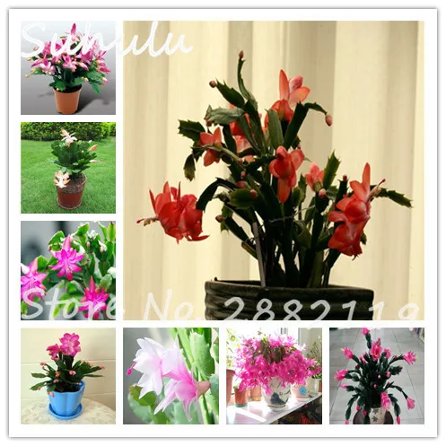 new year flower colors lunar new year flower seed 100seeds bag schlumbergera new year flower colors lunar new year flower seed 100seeds bag schlumbergera