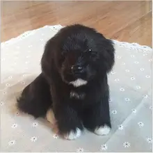 WYZHY simulation dog house Автомобильные украшения ручной работы Детские куклы 19 см x 13 см x 17 см