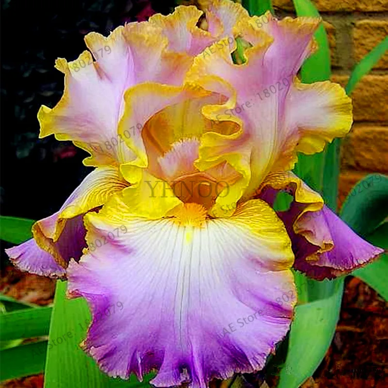 Букет ирис. Sam zwemmer. Ирис март. Сумка-шоппер "ирисы". Открытки с 8 марта ирисы.