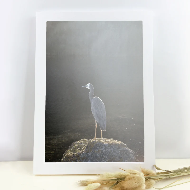 Australia Bird Canvas Poster Home Wall Decoration