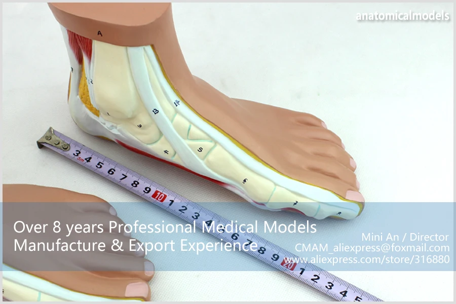 12034 cmam-muscle10 Спецодежда медицинская раздел Анатомия нормальный, плоский, арочный ног модели, Медицинские товары анатомические модели