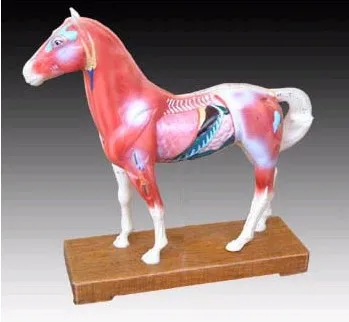 Модель иглоукалывания лошади ветеринара в травме анатомический Скелет Стоматологическая анатомическая теневая медицинская тренировка манекены