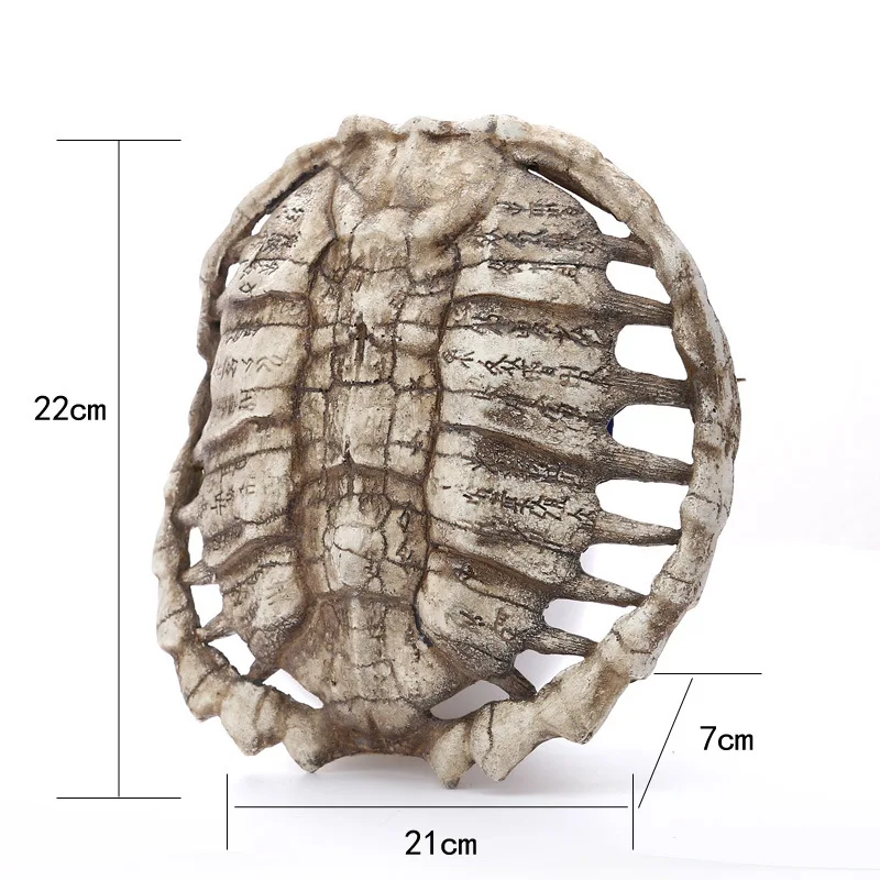 ребра черепахи. скелет кожистой черепахи. панцирь черепахи. черепаха красноухая скелет скелет. черепаха для презентации.