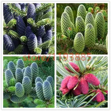 50pcs/lot Korean Fir,Abies koreana seeds bonsai flower seeds,tree seeds, plant for home & garden free shipping