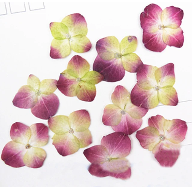 

2017 Newest Hydrangea for Christmas decoration DIY Pressed Flower for cell phone 120pcs
