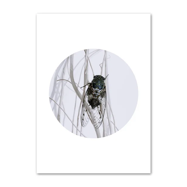 CANVAS Cicada Art print POSTER