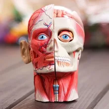 3d голова модель головы мышцы и нервы сборка системы Анатомия человека мерная модель