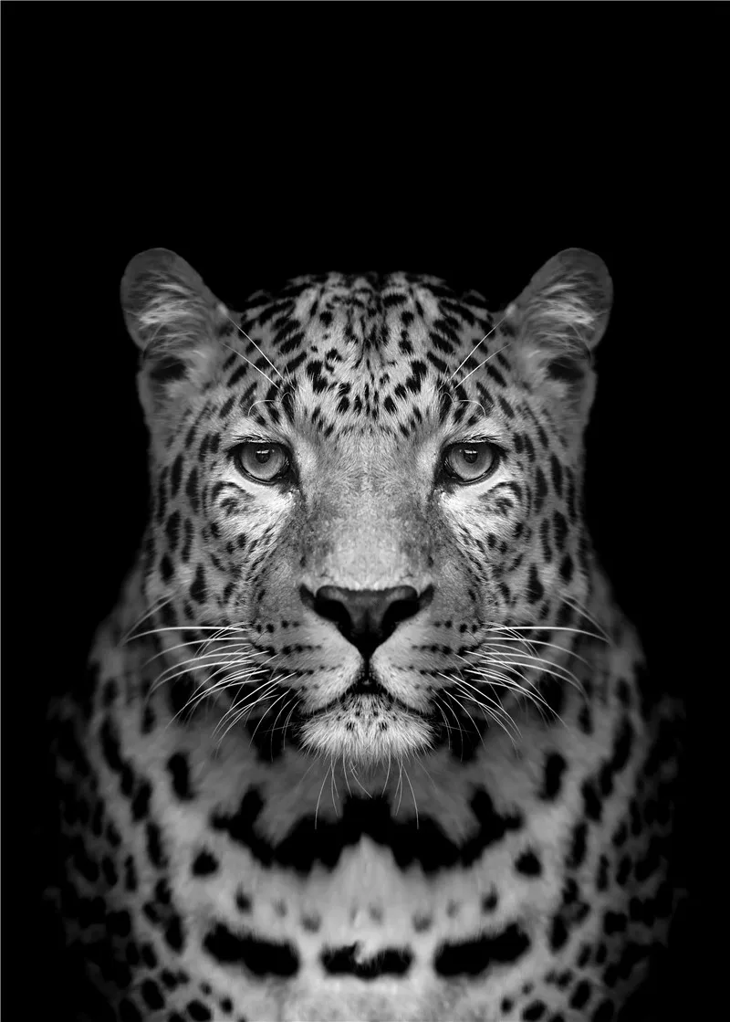 Nordic Canvas Art Painting Black White Giraffe Elephant Zebra Lion