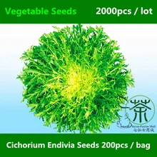 Daisy Family Cichorium Endivia Seeds 2000pcs, Mini Garden Leaf Vegetable Seeds, Can Be Cooked Or Used Raw In Salads Endive Seeds