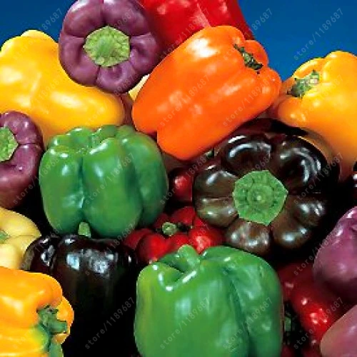 

100 PCS Pepper plants 6 Color mixed Yellow Purple Red Green Blue White Mix Sweet Bell Hot Pepper vegetables Paprika