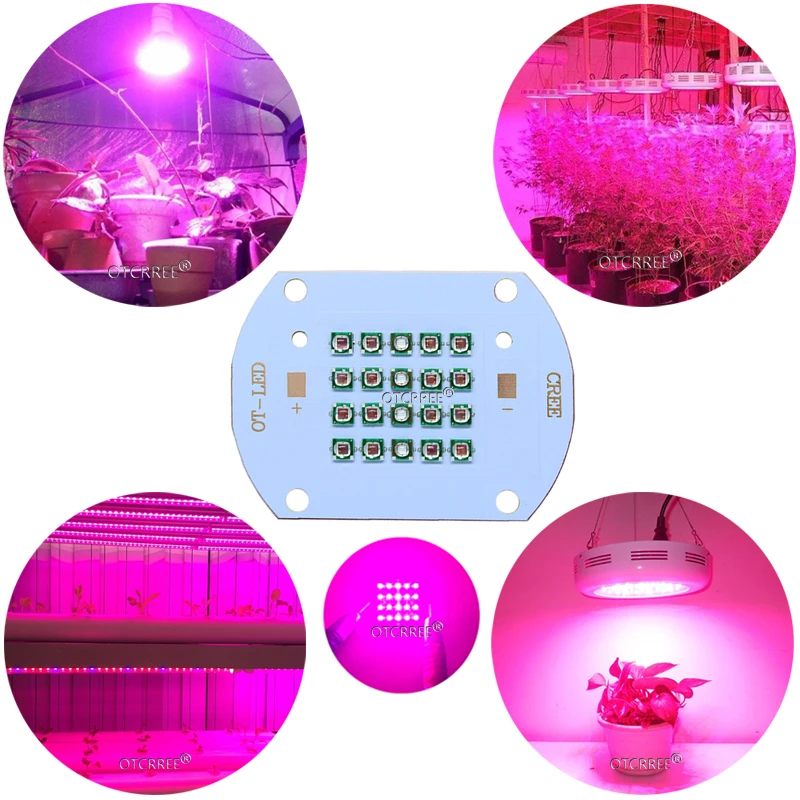 Hydroponice CREE 50W 60W COB led grow light chip XPE Deep Red 660nm Royal Blue 450nm for Indoor Plant Seedling Grow and Flower