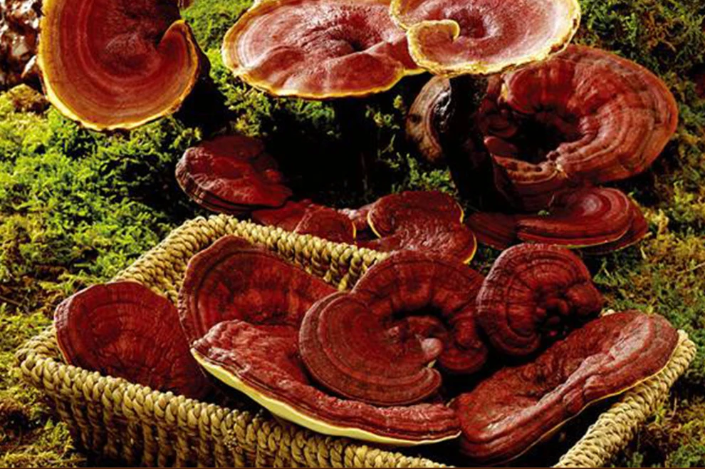 Гриб рейши фото. Гриб рейши. Гриб трутовик ganoderma lucidum. Где растет рейша. Рейши (трутовик лакированный).