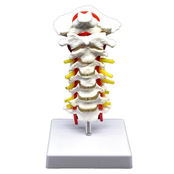 

Cervical Vertebra Arteria Spine Spinal Nerves Anatomical Model Anatomy for Science Classroom Study Display Teaching Medical Mo