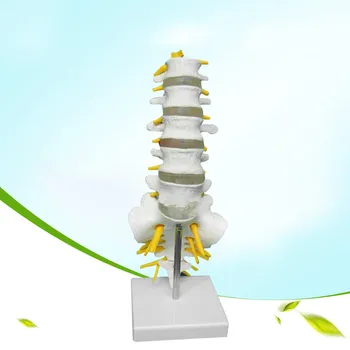 

1:1 Human Lumbar Model Spine Lumbar Spine with Coccyx Model Lumbar Bone Lesions Model Teaching Supplies Spine Skeleton Models