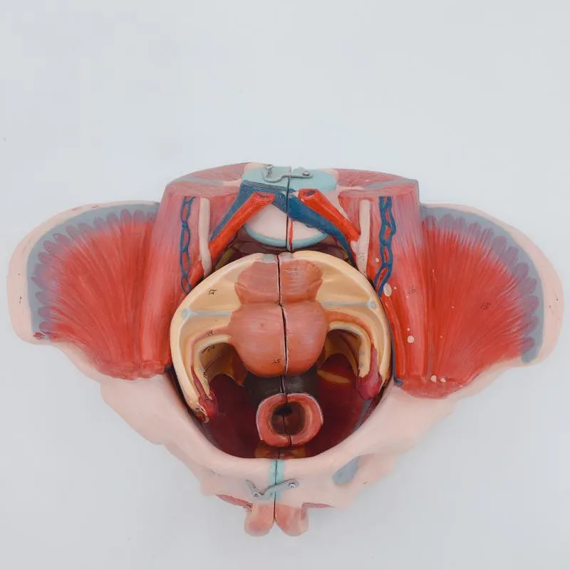 1:1 модель женского таза человеческого скелета Женский таз пол мышцы материал ПВХ
