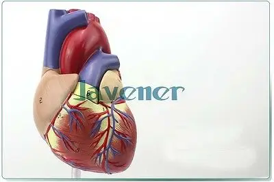 1:1 анатомическая Анатомия сердца внутренние органы медицина модель органа Emulational