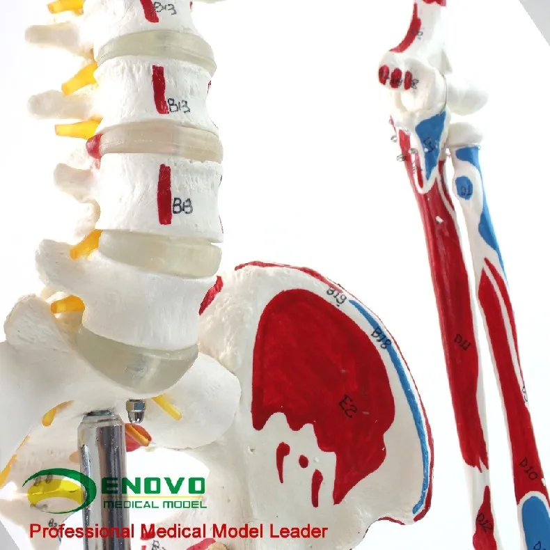Медицинская модель скелета человека 170 см, модель скелета мышц, образец анатомии позвоночника, ортопедическое обучение