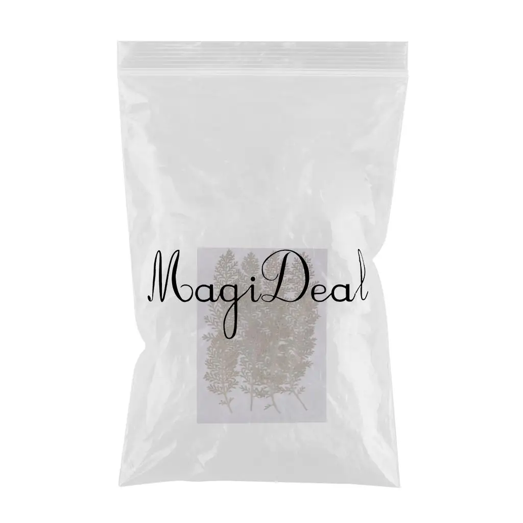 12 Pcs Natural Senecio Cineraria Real Pressed Dried Flowers DIY Herbarium Scrapbooking Card Making Jewelry Resin Crafts 