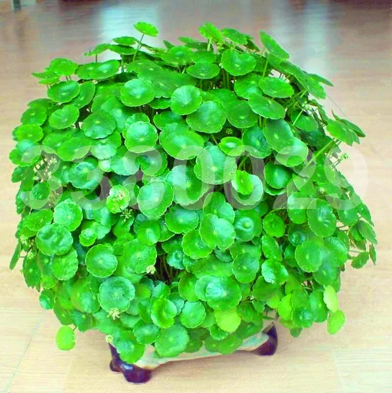 

100pcs Hydrocotyle Vulgaris bonsai Potted Hydroponics Flower Aquarium Plants Penny Grass Best Indoor home garden Plants