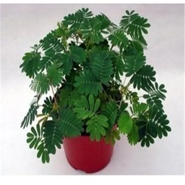 

Bashfulgrass 50Pcs Mimosa Pudica Linn Bashful Grass bonsai Foliage Mimosa Pudica Sensitive Bonsai Plant Home Garden Easy to grow