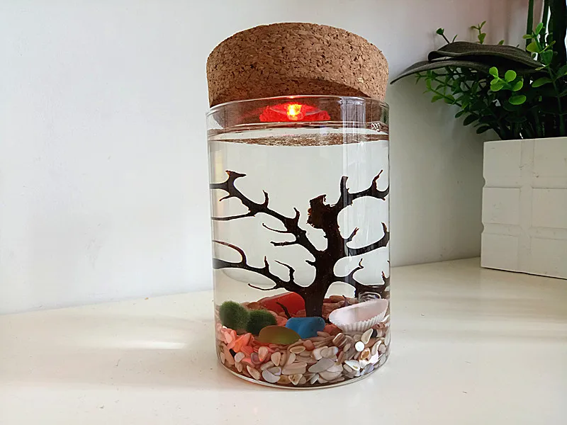 pols plein Ijver Nachtlampje Marimo Aquarium Kit-Glas Cilinder Terrarium, Living Mos Bal,  Natuurlijke Gemalen Schelpen, Zee Fan, Kerstcadeaus - AliExpress