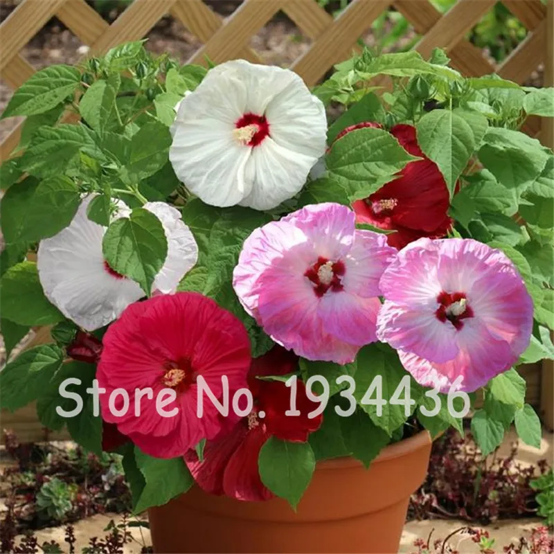 500 Pcs Hibiscus Rosa-Sinensis Garden Plants Perennial Tree Living Flowers For Home Grains De Plante Bonsai New Year Small Gifts