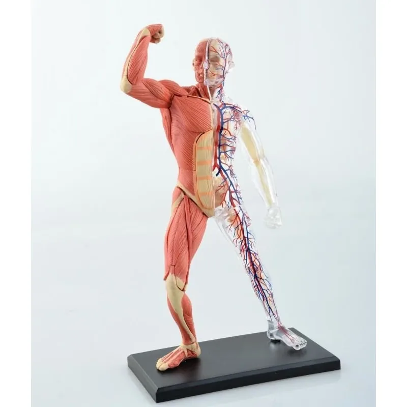 Модель ткани тела-сборка скелета мышц и нервов биологическое обучающее оборудование