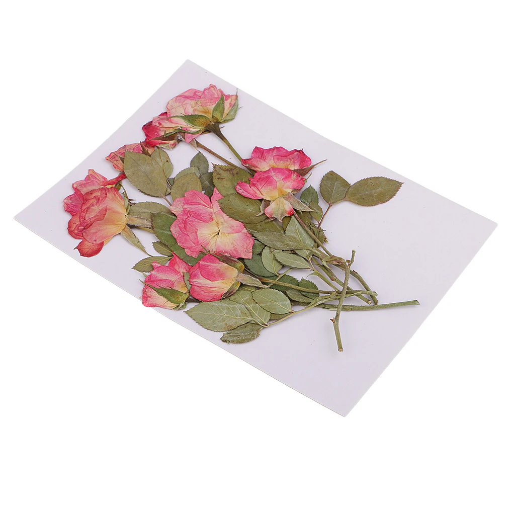 10x Pressed Dried Rose Flowers DIY Phone Case Bookmark Resin Jewelry for Art Paper Making Gift Packaging Materials Craft