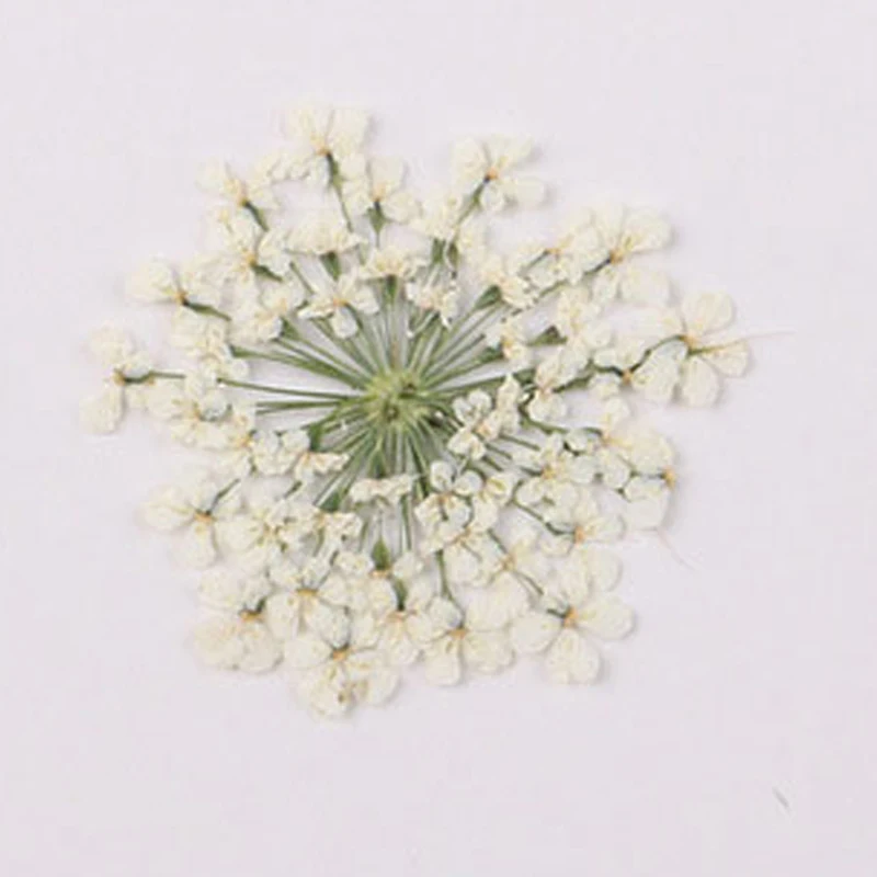 

2018 White Lace / Snow / Minoan Dried Pressed Flower For Nail bookmark material free shipment 1 lot/120pcs